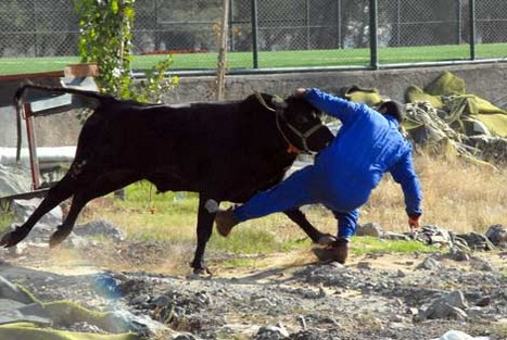 Kurbanlar Sahibini Kovaladı