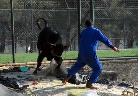 Kurbanlar Sahibini Kovaladı