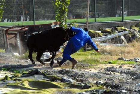 Kurbanlar Sahibini Kovaladı