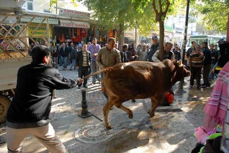 Kurbanlar Sahibini Kovaladı