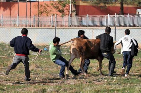 Kurbanlar Sahibini Kovaladı