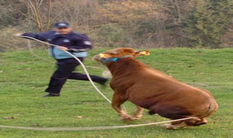 Kurbanlar Sahibini Kovaladı