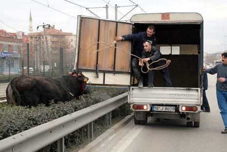 Kurbanlar Sahibini Kovaladı