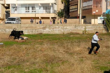 Kurbanlar Sahibini Kovaladı