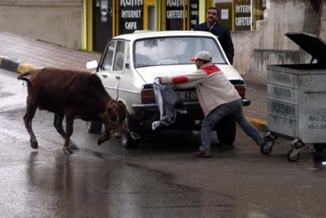 Kurbanlar Sahibini Kovaladı