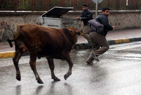 Kurbanlar Sahibini Kovaladı