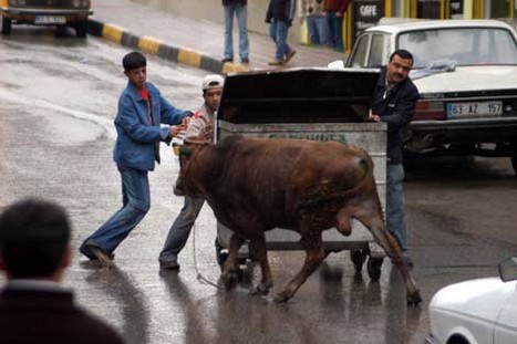 Kurbanlar Sahibini Kovaladı