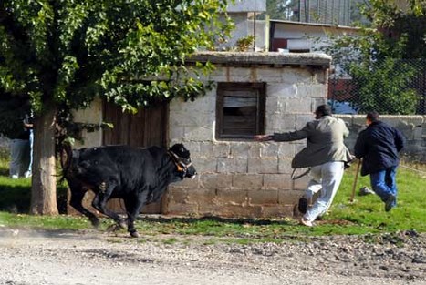 Kurbanlar Sahibini Kovaladı