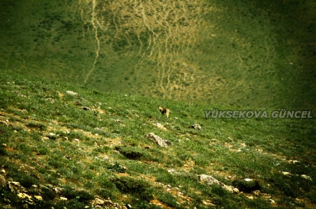 FOTOĞRAF; Ümit BARTIN