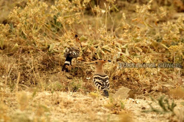 FOTOĞRAF; Ümit BARTIN