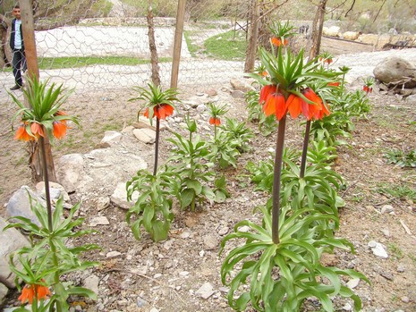 Hakkari'de ağlayan laleler çiçek açtı