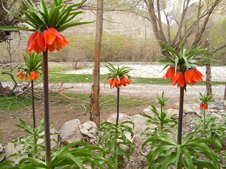 Hakkari'de ağlayan laleler çiçek açtı