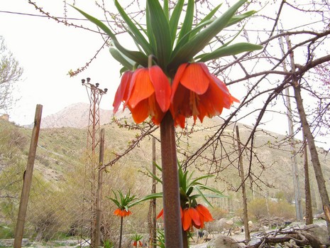 Hakkari'de ağlayan laleler çiçek açtı