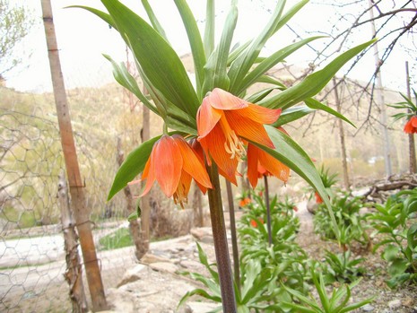 Hakkari'de ağlayan laleler çiçek açtı