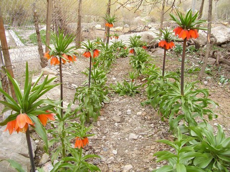 Hakkari'de ağlayan laleler çiçek açtı