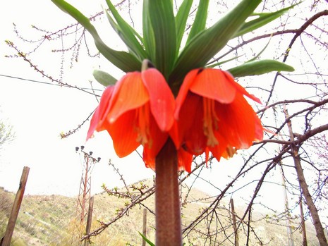 Hakkari'de ağlayan laleler çiçek açtı