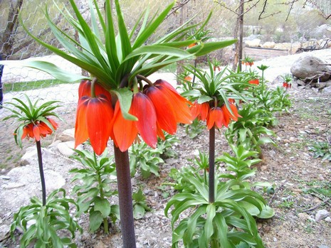 Hakkari'de ağlayan laleler çiçek açtı