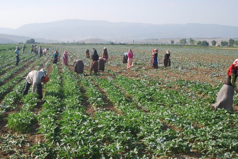 Kürt oldukları için hastanede tedavi edilmiyorlar, arabaya alınmıyorlar, şehir merkezine yürüyerek gidiyorlar. Kalacak yerleri yok, naylon çadırlarda yaşıyorlar,