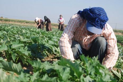 Kürt oldukları için hastanede tedavi edilmiyorlar, arabaya alınmıyorlar, şehir merkezine yürüyerek gidiyorlar. Kalacak yerleri yok, naylon çadırlarda yaşıyorlar,