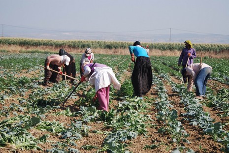 Kürt oldukları için hastanede tedavi edilmiyorlar, arabaya alınmıyorlar, şehir merkezine yürüyerek gidiyorlar. Kalacak yerleri yok, naylon çadırlarda yaşıyorlar,