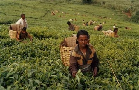 Ekinlerin ürün vermemesi ve hayvanların ölmesi sonucu çoğu aile evlerine mısır ve buğday gibi temel besinleri bile alamıyorlar
