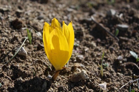 Dersim'de dağlarının dorukları karla beyaza bürünürken, Munzur kenarında boy gösteren Sonbahar kardeleni doğaya renk katıyor. Endemik bitki türü olan sarı renkli Sonbahar kardeleni tepeleri sarıya boyadı. Kardelen, Munzur'da yapılacak olan barajlarla yok 
