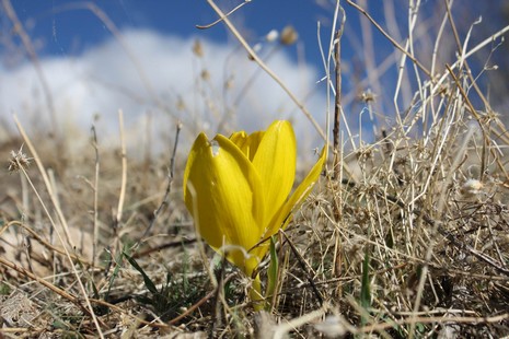 Dersim'de dağlarının dorukları karla beyaza bürünürken, Munzur kenarında boy gösteren Sonbahar kardeleni doğaya renk katıyor. Endemik bitki türü olan sarı renkli Sonbahar kardeleni tepeleri sarıya boyadı. Kardelen, Munzur'da yapılacak olan barajlarla yok 