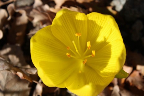 Dersim'de dağlarının dorukları karla beyaza bürünürken, Munzur kenarında boy gösteren Sonbahar kardeleni doğaya renk katıyor. Endemik bitki türü olan sarı renkli Sonbahar kardeleni tepeleri sarıya boyadı. Kardelen, Munzur'da yapılacak olan barajlarla yok 