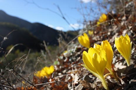 Dersim'de dağlarının dorukları karla beyaza bürünürken, Munzur kenarında boy gösteren Sonbahar kardeleni doğaya renk katıyor. Endemik bitki türü olan sarı renkli Sonbahar kardeleni tepeleri sarıya boyadı. Kardelen, Munzur'da yapılacak olan barajlarla yok 