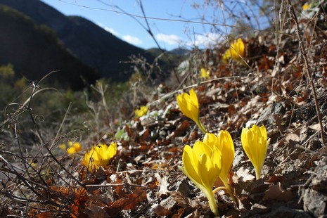 Dersim'de dağlarının dorukları karla beyaza bürünürken, Munzur kenarında boy gösteren Sonbahar kardeleni doğaya renk katıyor. Endemik bitki türü olan sarı renkli Sonbahar kardeleni tepeleri sarıya boyadı. Kardelen, Munzur'da yapılacak olan barajlarla yok 
