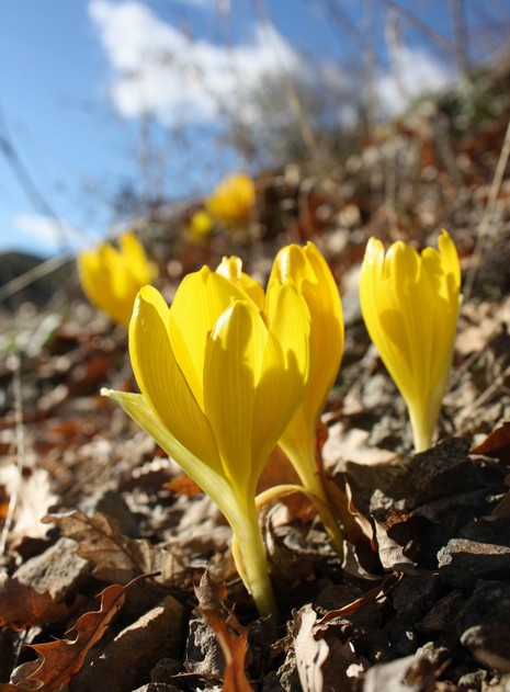 Dersim'de dağlarının dorukları karla beyaza bürünürken, Munzur kenarında boy gösteren Sonbahar kardeleni doğaya renk katıyor. Endemik bitki türü olan sarı renkli Sonbahar kardeleni tepeleri sarıya boyadı. Kardelen, Munzur'da yapılacak olan barajlarla yok 