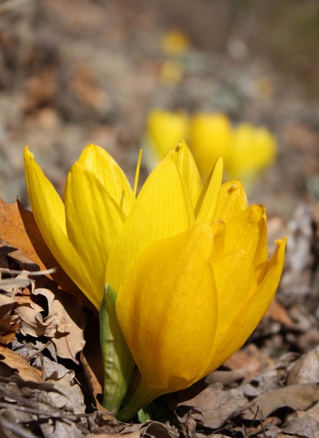 Dersim'de dağlarının dorukları karla beyaza bürünürken, Munzur kenarında boy gösteren Sonbahar kardeleni doğaya renk katıyor. Endemik bitki türü olan sarı renkli Sonbahar kardeleni tepeleri sarıya boyadı. Kardelen, Munzur'da yapılacak olan barajlarla yok 