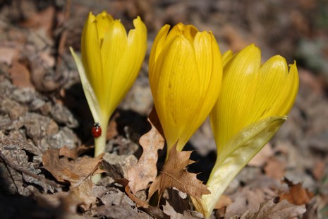 Dersim'de dağlarının dorukları karla beyaza bürünürken, Munzur kenarında boy gösteren Sonbahar kardeleni doğaya renk katıyor. Endemik bitki türü olan sarı renkli Sonbahar kardeleni tepeleri sarıya boyadı. Kardelen, Munzur'da yapılacak olan barajlarla yok 