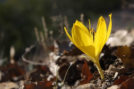 Dersim'de dağlarının dorukları karla beyaza bürünürken, Munzur kenarında boy gösteren Sonbahar kardeleni doğaya renk katıyor. Endemik bitki türü olan sarı renkli Sonbahar kardeleni tepeleri sarıya boyadı. Kardelen, Munzur'da yapılacak olan barajlarla yok 
