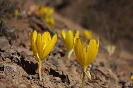 Dersim'de dağlarının dorukları karla beyaza bürünürken, Munzur kenarında boy gösteren Sonbahar kardeleni doğaya renk katıyor. Endemik bitki türü olan sarı renkli Sonbahar kardeleni tepeleri sarıya boyadı. Kardelen, Munzur'da yapılacak olan barajlarla yok 
