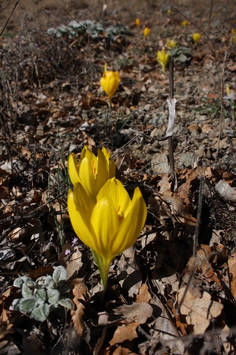 Dersim'de dağlarının dorukları karla beyaza bürünürken, Munzur kenarında boy gösteren Sonbahar kardeleni doğaya renk katıyor. Endemik bitki türü olan sarı renkli Sonbahar kardeleni tepeleri sarıya boyadı. Kardelen, Munzur'da yapılacak olan barajlarla yok 