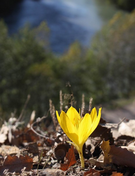 Dersim'de dağlarının dorukları karla beyaza bürünürken, Munzur kenarında boy gösteren Sonbahar kardeleni doğaya renk katıyor. Endemik bitki türü olan sarı renkli Sonbahar kardeleni tepeleri sarıya boyadı. Kardelen, Munzur'da yapılacak olan barajlarla yok 