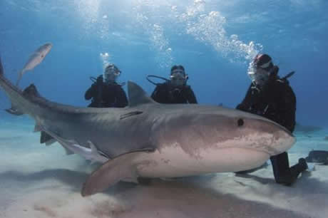 Köpekbalıklarına hiç bu kadar yakın baktınız mı?