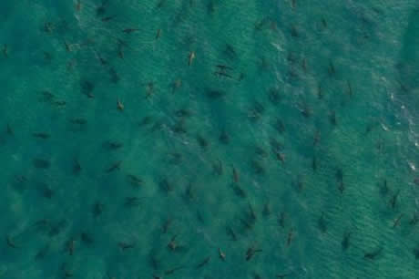 Köpekbalıklarına hiç bu kadar yakın baktınız mı?