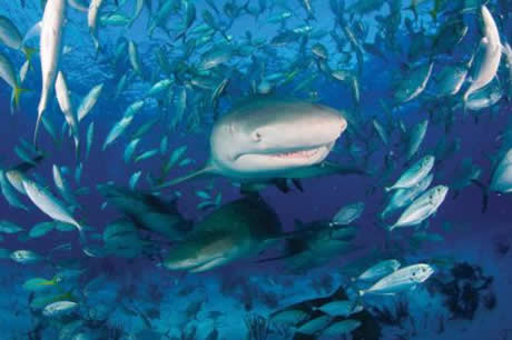 Köpekbalıklarına hiç bu kadar yakın baktınız mı?