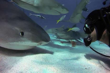 Köpekbalıklarına hiç bu kadar yakın baktınız mı?