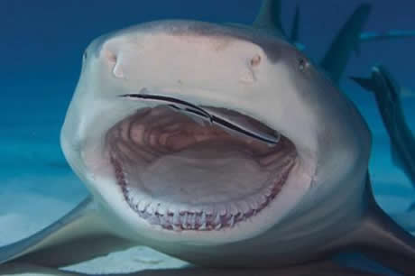 Köpekbalıklarına hiç bu kadar yakın baktınız mı?