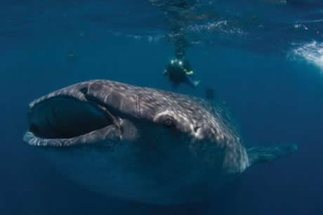 Köpekbalıklarına hiç bu kadar yakın baktınız mı?