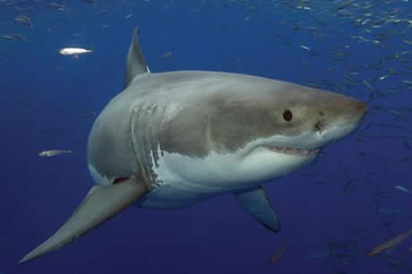 Köpekbalıklarına hiç bu kadar yakın baktınız mı?