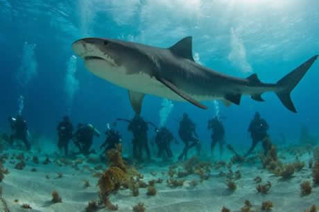 Köpekbalıklarına hiç bu kadar yakın baktınız mı?