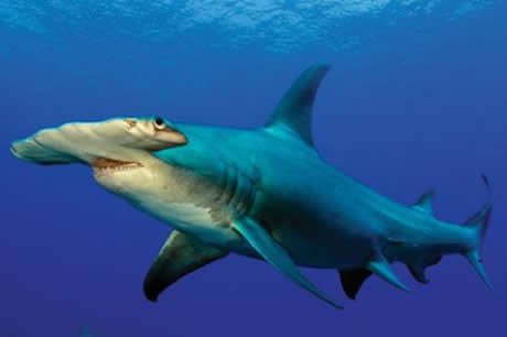 Köpekbalıklarına hiç bu kadar yakın baktınız mı?