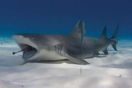 Köpekbalıklarına hiç bu kadar yakın baktınız mı?