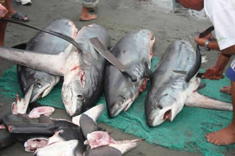 Köpekbalıklarına hiç bu kadar yakın baktınız mı?