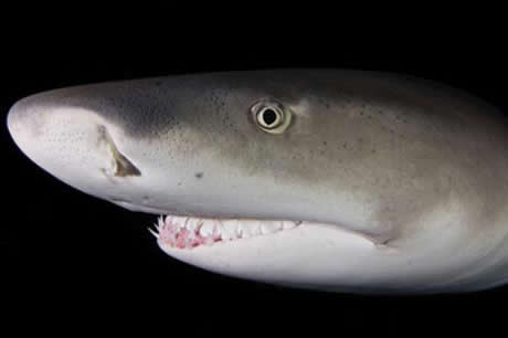 Köpekbalıklarına hiç bu kadar yakın baktınız mı?