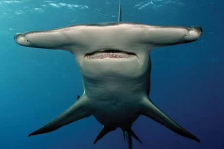 Köpekbalıklarına hiç bu kadar yakın baktınız mı?